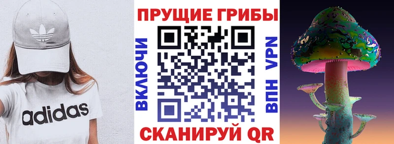 Псилоцибиновые грибы Psilocybe  Купить закладки  Володарск 